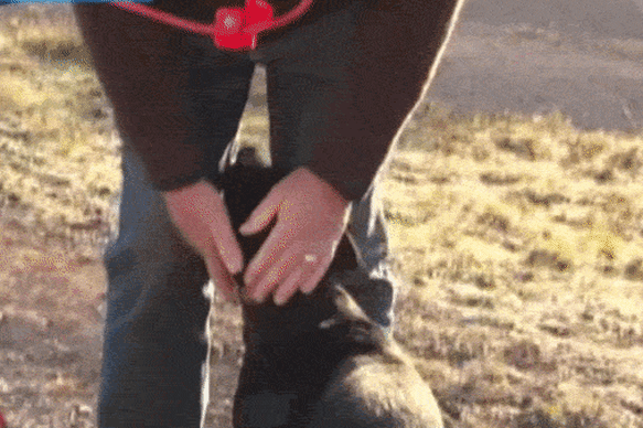 Barnaby Joyce patting his dog, Stella, on Wednesday morning’s Today show appearance.