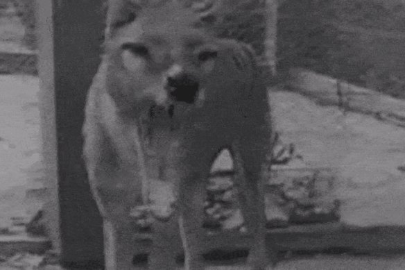 Benjamin, the last thylacine, in 1933 shortly after he arrived at Hobart Zoo.