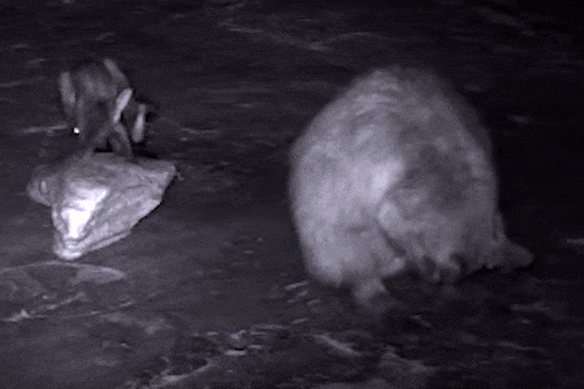 A brush-tailed rock wallaby and its joey at the Grampians National Park. 