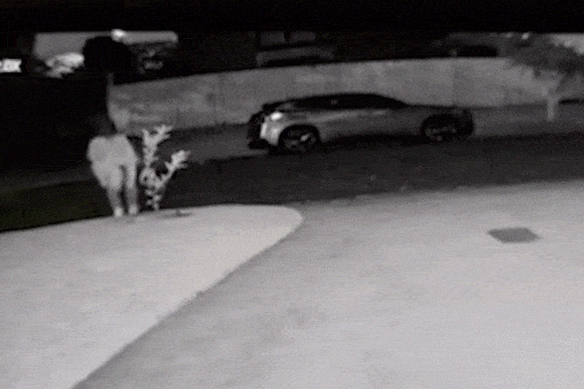 CCTV shows a woman removing a lemon tree from a Brisbane footpath.