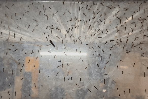 Mosquitoes on a glass window, drawn to light at a nature retreat in the Macquarie Marshes.