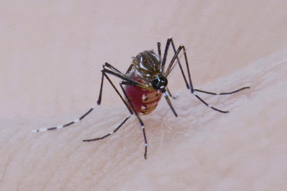 Mosquitoes will swarm to stagnant water in Victoria following the floods.