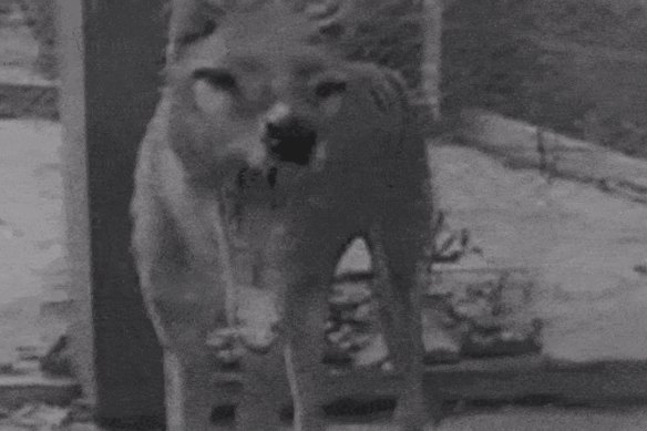 The last thylacine in 1933 shortly after he arrived at Hobart Zoo.