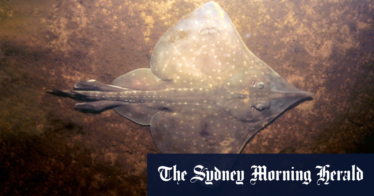 Supermarkets urged to boycott farmed salmon from Tasmania to protect the Maugean skate - Vimarsana News