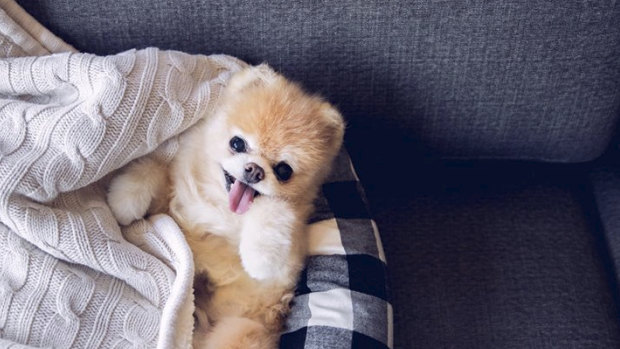 Boo the "world's cutest dog" has died, aged 12. 