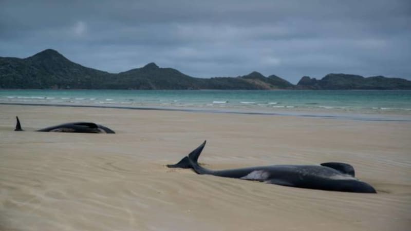 ÐÐ°ÑÑÐ¸Ð½ÐºÐ¸ Ð¿Ð¾ Ð·Ð°Ð¿ÑÐ¾ÑÑ whales australia coast