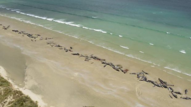 About 145 whales were stranded on Stewart Island, off NZ's south island. 