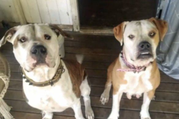 Louise and Ruby, who mauled a man at 7th Brigade Park in Chermside on Friday night.