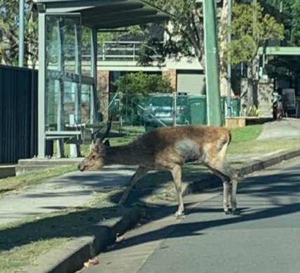 Rusa deer at the bus stop in Maianbar, 2020. 