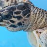 Reunion Island litter takes toll on turtles