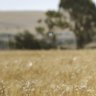 Wheat production to rise despite El Nino