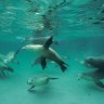 Fish finders ... a group of sea lions frolics near Hopkins Island, just off Port Lincoln.