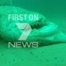 Great white shark found in Bondi Beach nets more than 2 metres long
