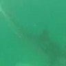 Rare NSW shark attack footage captured