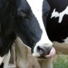 A2 Milk's US suitor target of SEC insider trading probe