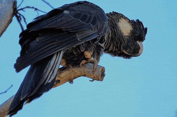 Black cockatoos are in dire straits across WA.