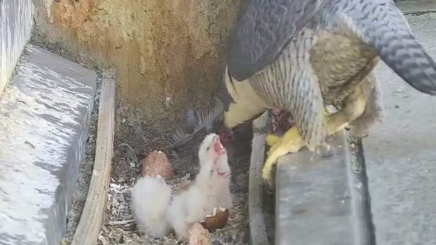 The new falcon chicks getting their first feed.