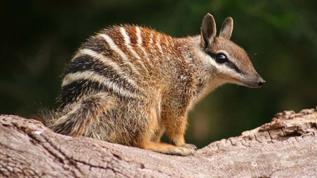 WA's animal enblem, the numbat, is subject to a raft of pressures. 