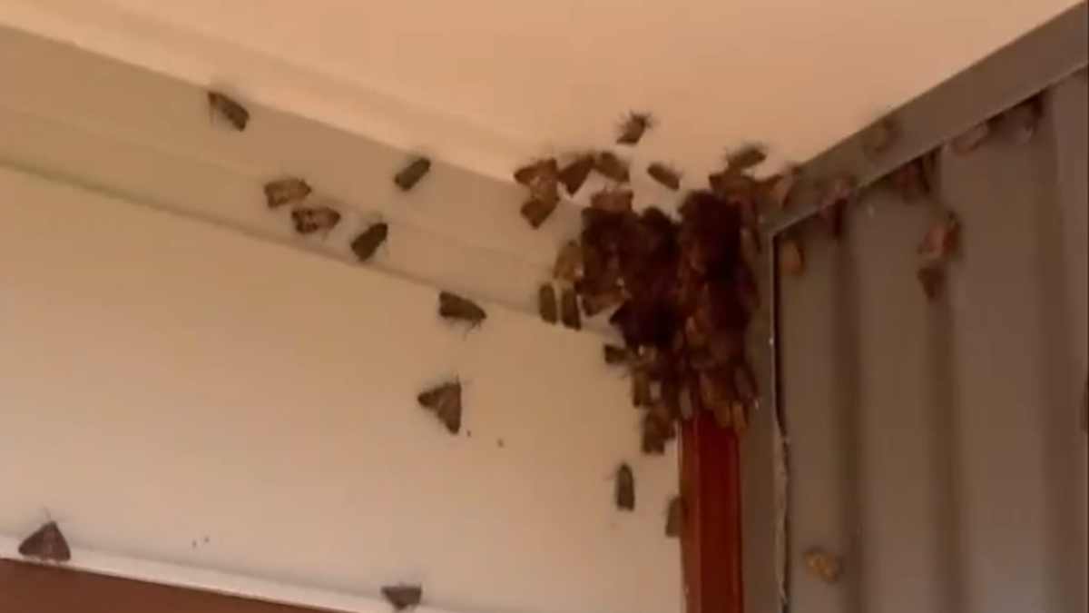 Endangered Bogong Moths Swarm Sydney and NSW South Coast During Annual Migration