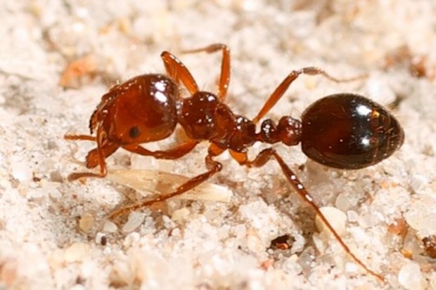 Fire ants found in Toowoomba