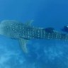 Swimming with the speckled giants of Triton Bay, Indonesia