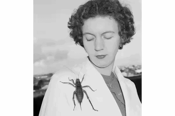 Entomologist Dr Aola Richards made her name studying these giant cave crickets.