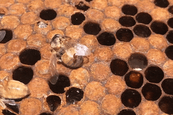 A varroa mite feeding on a honey bee (file image).