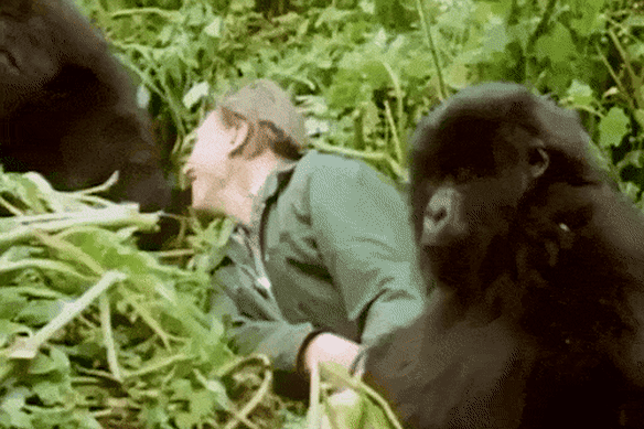 David Attenborough with the gorillas in Rwanda in his documentary Life on Earth.