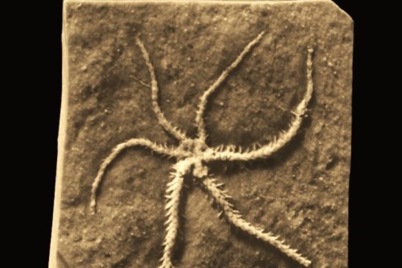 A microCT scan revealed the details of the self-cloning brittle star.