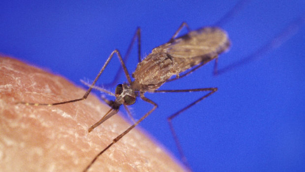 An anopheles mosquito, which is known to carry malaria.