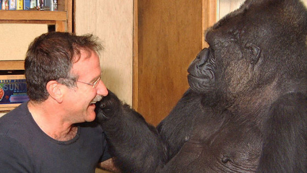 Robyn Williams and Koko had a special bond.