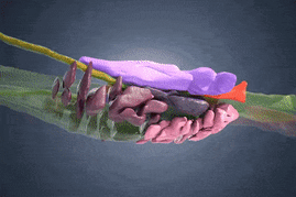 The paralysis tick in action.