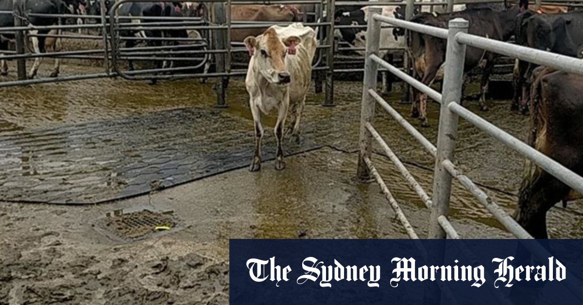 Van Dairy farm animal welfare conditions deteriorating after China's Moon Lake Investments takeover - Vimarsana News