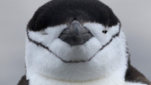 Sleep-deprived penguins survive on thousands of naps a day