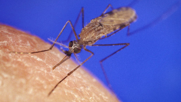 An anopheles mosquito, which is known to carry malaria.