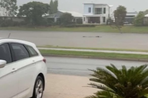 One of several images on social media of crocodiles reportedly seen in floodwaters – this one in Idalia, Townsville.