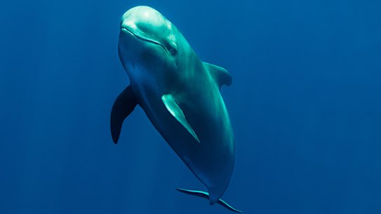 Pilot whale