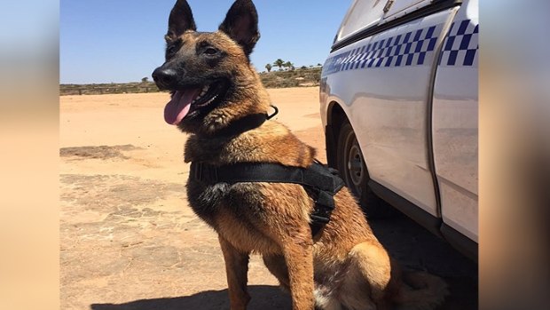 Police dog Maygar suffered a spinal injury last week.