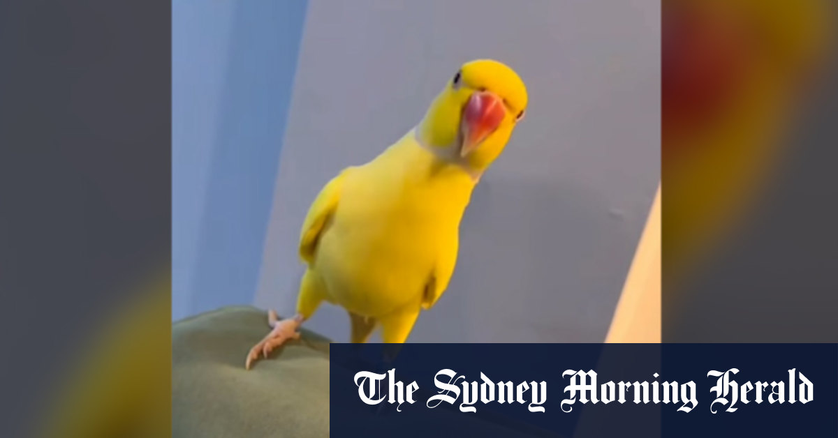 ‘Two for 25’: Talking parrot turns stool pigeon, brings down drug gang