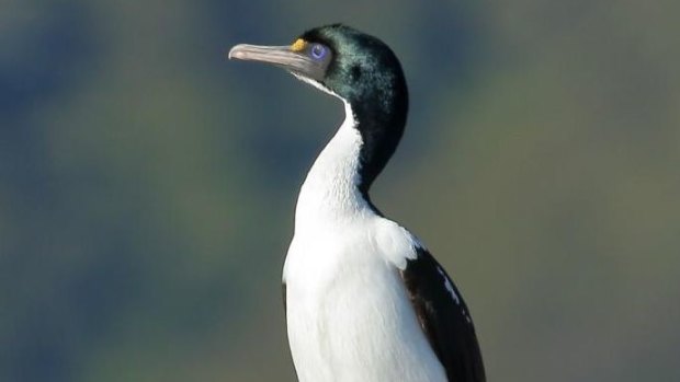 There was a campaign to nominate the King Shag as bird of the year.
