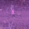 Missing woman Lillian Ip is found in Victoria’s high country