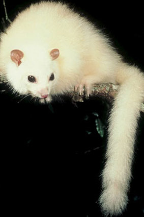 White lemuroid possum.