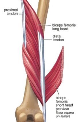 A closer look at the tendons inside the leg.