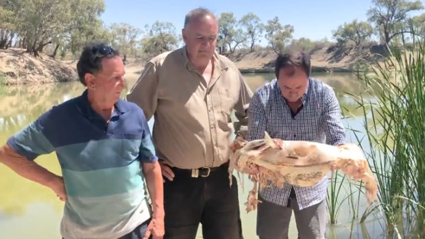NSW MP vomits after witnessing mass fish deaths in Darling River