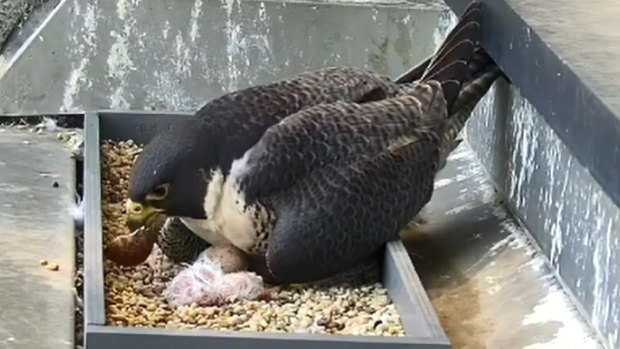 Melbourne's newest falcon babies.