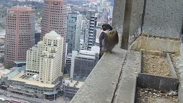 The peregrine falcons nest from late August.