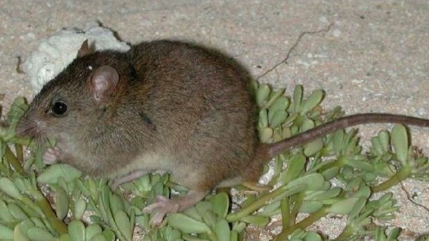 The extinction of the Bramble Cay melomys is understood to be the first mammal killed off by human-led climate change.