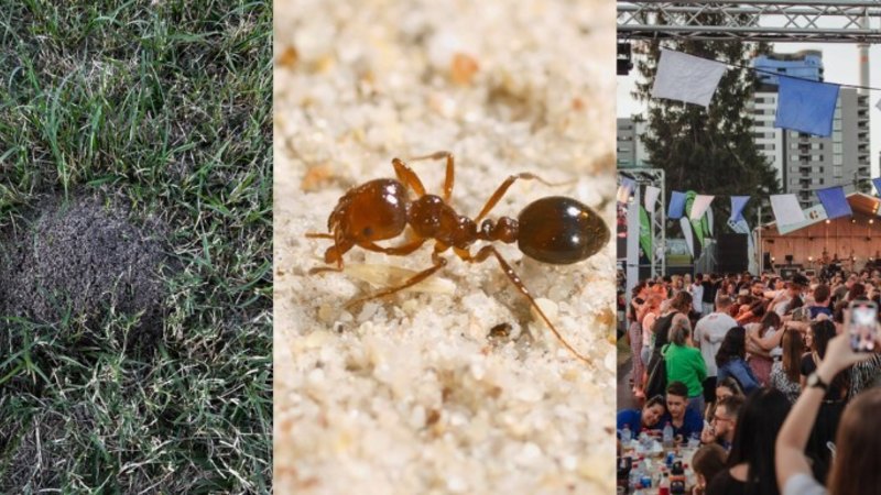 Fire ant discovery in park threatens major Brisbane festival
