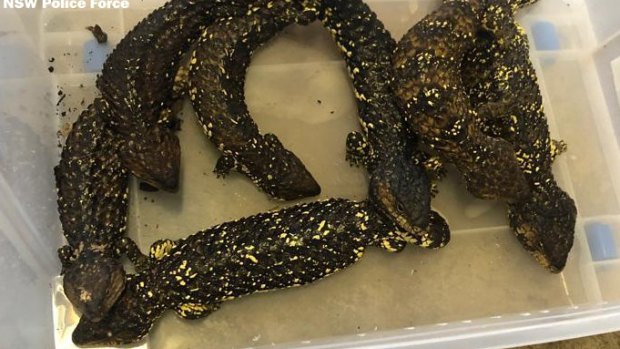 Shingleback lizards seized as part of Strike Force Raptor
