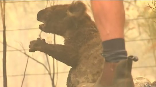 Experts warn drought and bushfires ahve combined to create a new level of threat to local wildlife. 